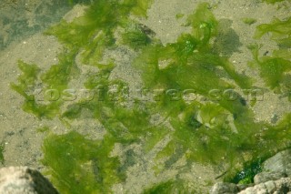 Seaweed on the beach