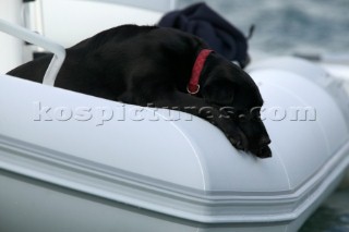 Black labrador in white rib