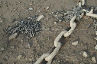 Mooring chain and seaweed in mud