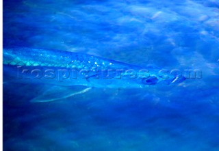 Baracuda fish beneath surface of the water