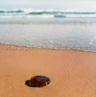 Jellyfish on beach near Aberdeen, Scotland