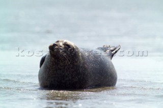 Common Seal, Phoca vitulina,  basking in the sun on the north Kent coast Near to the isle of thanet