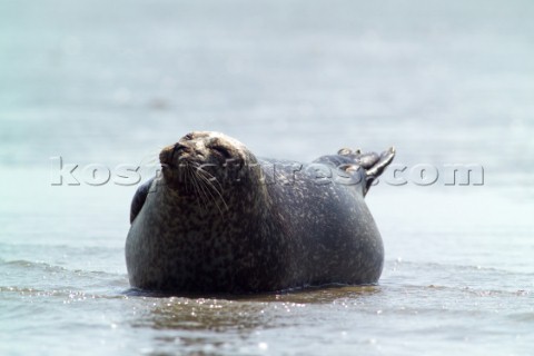 Common Seal Phoca vitulina  basking in the sun on the north Kent coast Near to the isle of thanet