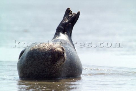 Common Seal Phoca vitulina  basking in the sun on the north Kent coast Near to the isle of thanet
