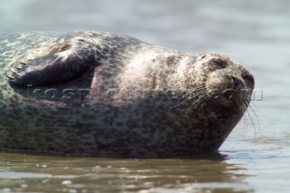 Common Seal, Phoca vitulina,  basking in the sun on the north Kent coast Near to the isle of thanet