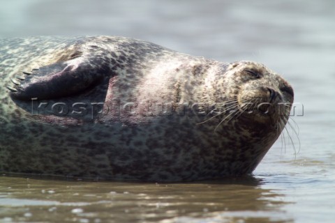 Common Seal Phoca vitulina  basking in the sun on the north Kent coast Near to the isle of thanet