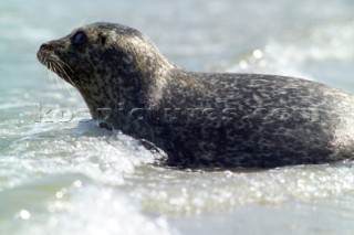 Common Seal, Phoca vitulina,  basking in the sun on the north Kent coast Near to the isle of thanet