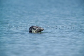 Head of a Common Seal Phoca Vitulina swimming in the sea