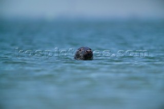 Head of a Common Seal Phoca Vitulina swimming in the sea