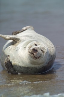 A grey seal frollicking in the water on the beach