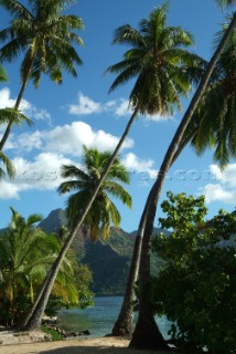 moorea 05