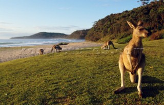 Australia Paesaggio. Australia Landscape