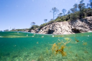 A bush topped baked mud coatline contrasts with the shallow world under the water line