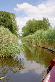 View from narrow boat travelling along overgrown section of the Montgomery canal near Maesbury,Shropshire,England,UK.July 2006.