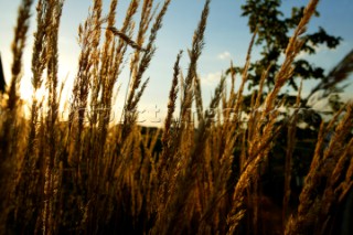 Close up shot of grass crop growing in field