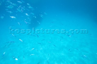 An underwater shot of a shoal of fish swimming around lazily in shallow water