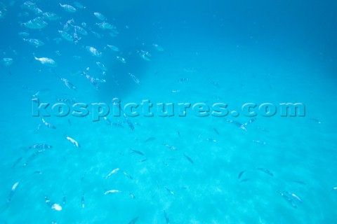 An underwater shot of a shoal of fish swimming around lazily in shallow water