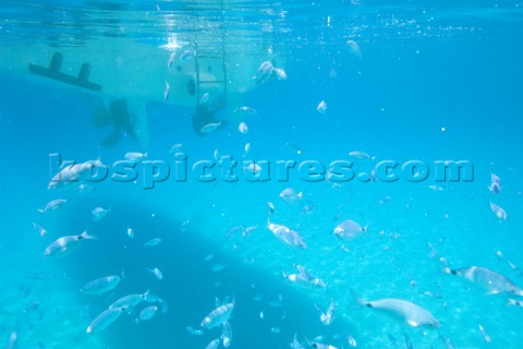 An underwater shot of a shoal of fish swimming around lazily in shallow water