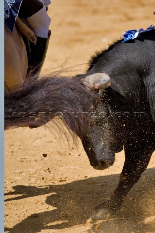 Bull fight in Valencia Spain