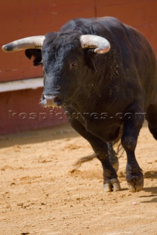 Bull fight in Valencia Spain