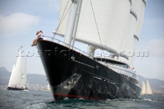 Maltese Falcon