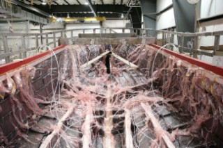 Workmen and boat builders at the Hinkley Shipyard and boat building facility