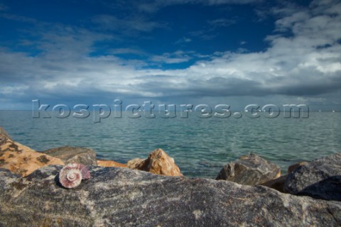 Shells and rocks by the sea