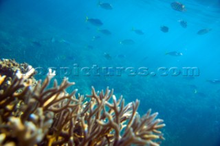 Coral reef and sea life in shallow water