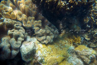 Coral reef in shallow water