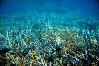 Coral reef and sea life in shallow water