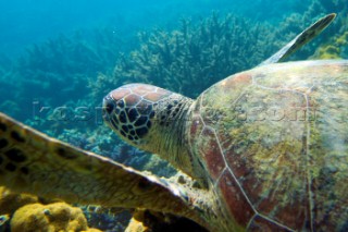 A Turtle underwater, in shallow water on a coral reef