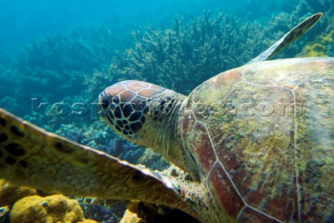 A Turtle underwater in shallow water on a coral reef