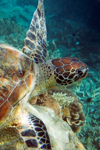 A Turtle underwater in shallow water on a coral reef