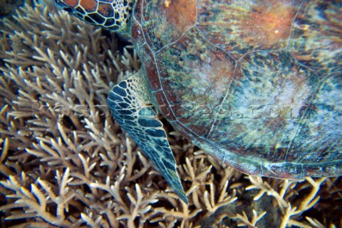 A Turtle underwater in shallow water on a coral reef