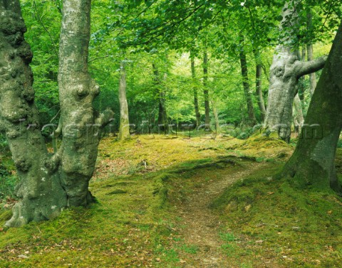 Path through beech trees in the New Forest Limited Edition prints available