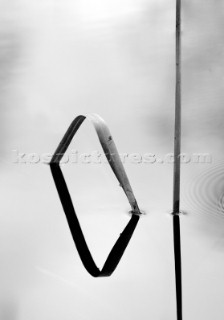 Reeds and bullrushes on water surface