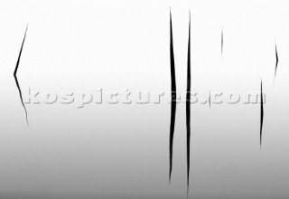 Reeds and bullrushes on water surface