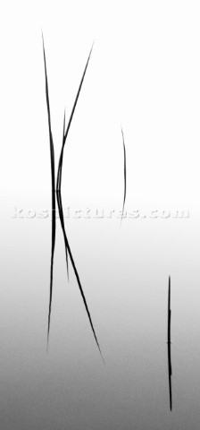 Reeds and bullrushes on water surface