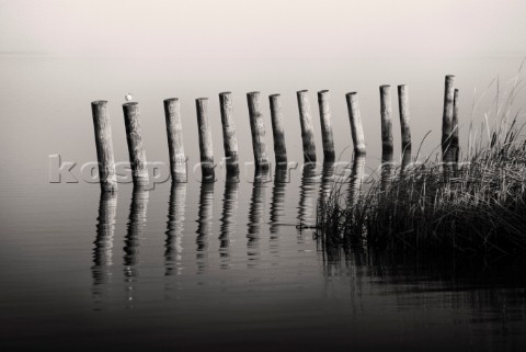 Wooden posts in a lake