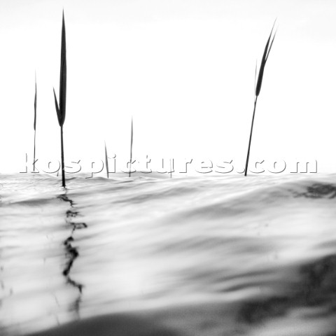 Reeds and bullrushes on water surface