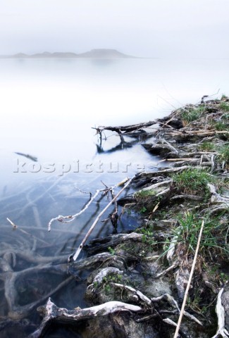 Roots on a tranquil lake