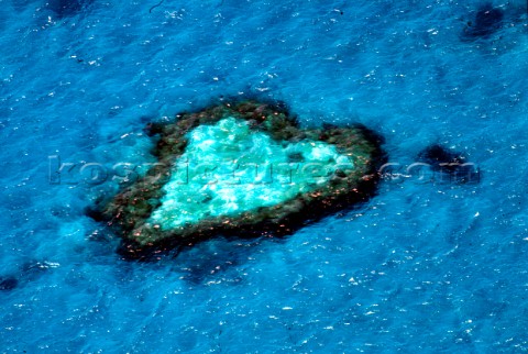 Heart Shaped Coral Reef Hamilton Island Australia