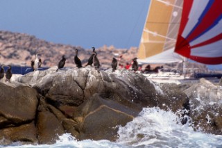 Rolex Swan World Cup 1992. Organised by the YCCS and sponsored by Jaguar cars.