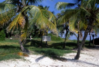 Palm trees on a deserted sandy beach