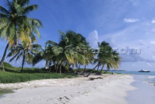 Palm trees on a deserted sandy beach