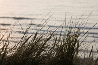 Reeds and grass on the beach and shoreline in St Ives, Cornwall, UK.