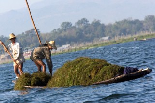 Inle lake, Myanmar (Burma) 09 01 07    Weeds are dredged from the lake bottom to be used as fertilizer or to add the dimension of the vegetable beds