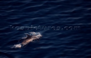 St.Tropez-Genova, 18.06.2009  Giraglia Rolex Cup 2009  Dolphins during the passage at the Giraglia Rock.