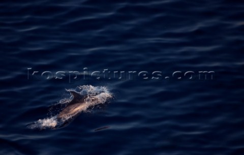 StTropezGenova 18062009  Giraglia Rolex Cup 2009  Dolphins during the passage at the Giraglia Rock