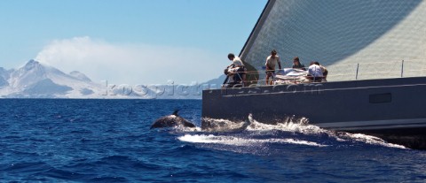 Antigua 21 02 2010  RORC 600 Caribbean  DSK Pioneer Investments